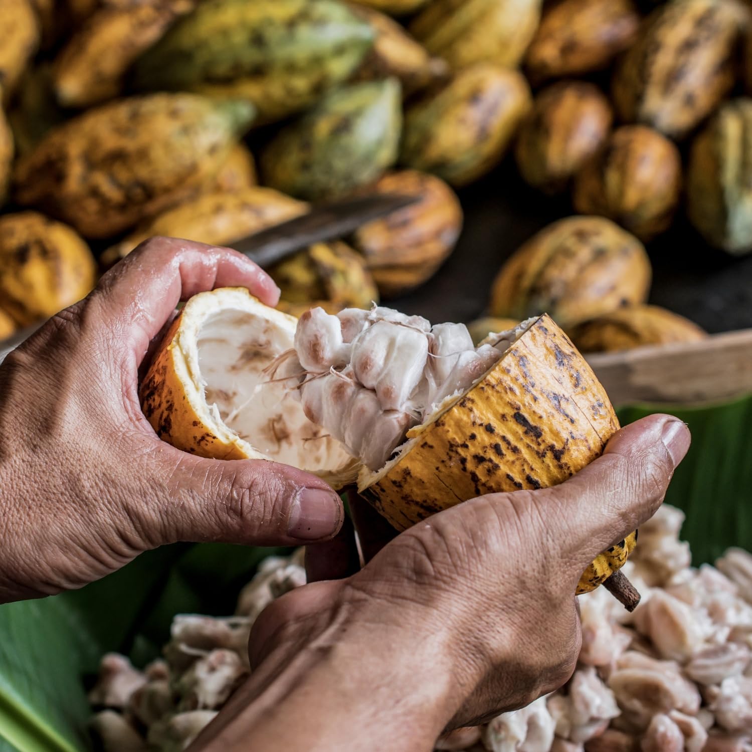 Waldkakaobutter | Pastillen | 100 g | Perfekt für Kosmetika | Natürlich vegan und rein | Theobroma Kakaobutter Butter | Lebensmittelqualität – Bild 6