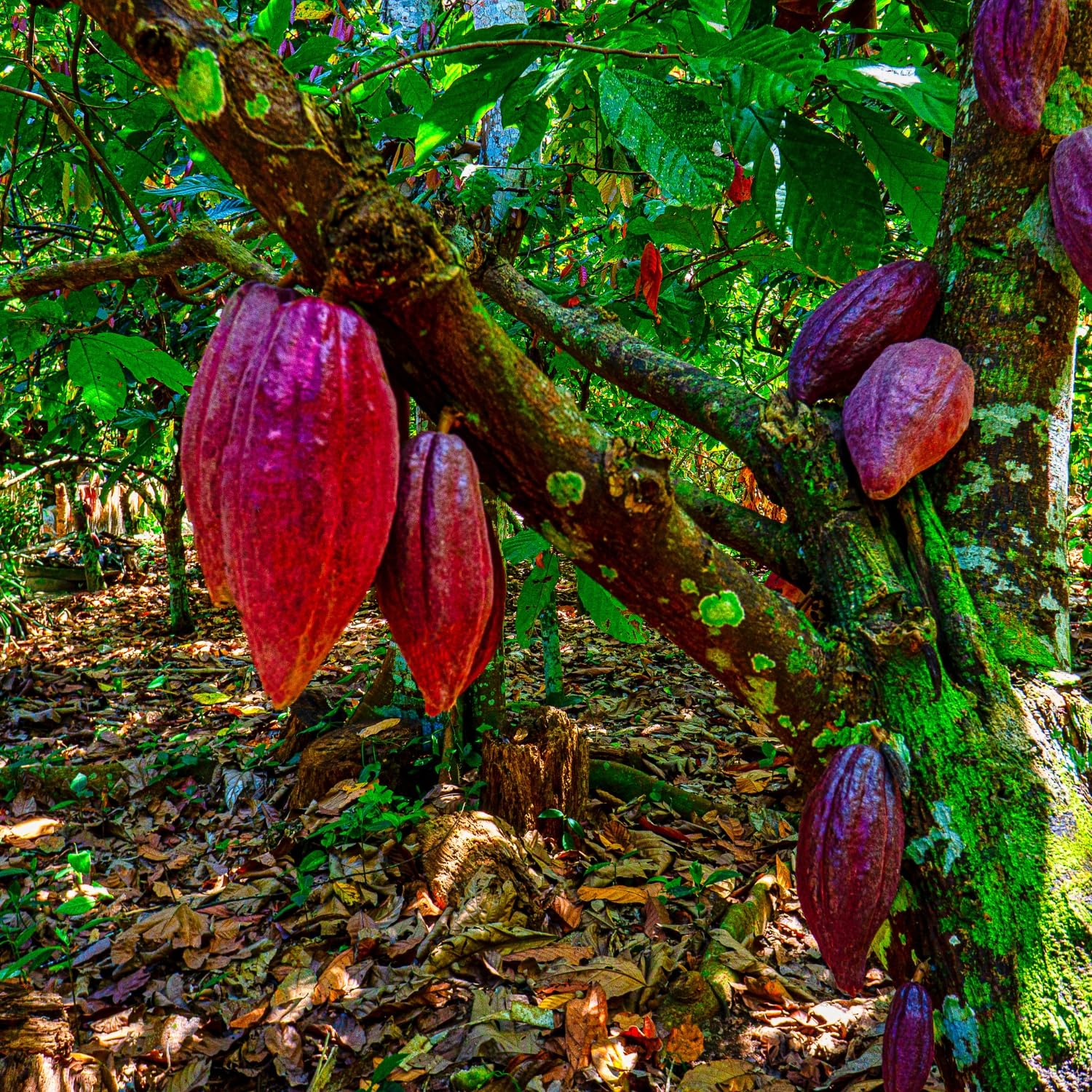 Waldkakaobutter | Pastillen | 100 g | Perfekt für Kosmetika | Natürlich vegan und rein | Theobroma Kakaobutter Butter | Lebensmittelqualität – Bild 7