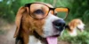 Smart Pet Gadgets für Stressabbau und Angstmanagement