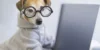 Top intelligente Haustierprodukte, um das Reisen mit Ihrem Haustier zu erleichtern