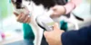 Verwenden von Smart Pet -Geräten, um die Aktivitäten und Gesundheit Ihres Haustieres zu verfolgen